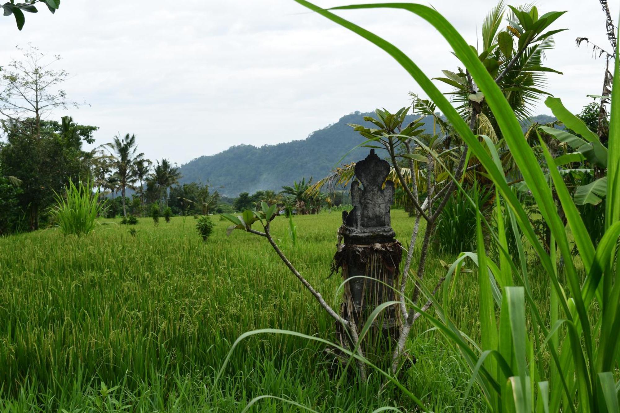 Graha Ayoe Sidemen (Bali) Exterior foto