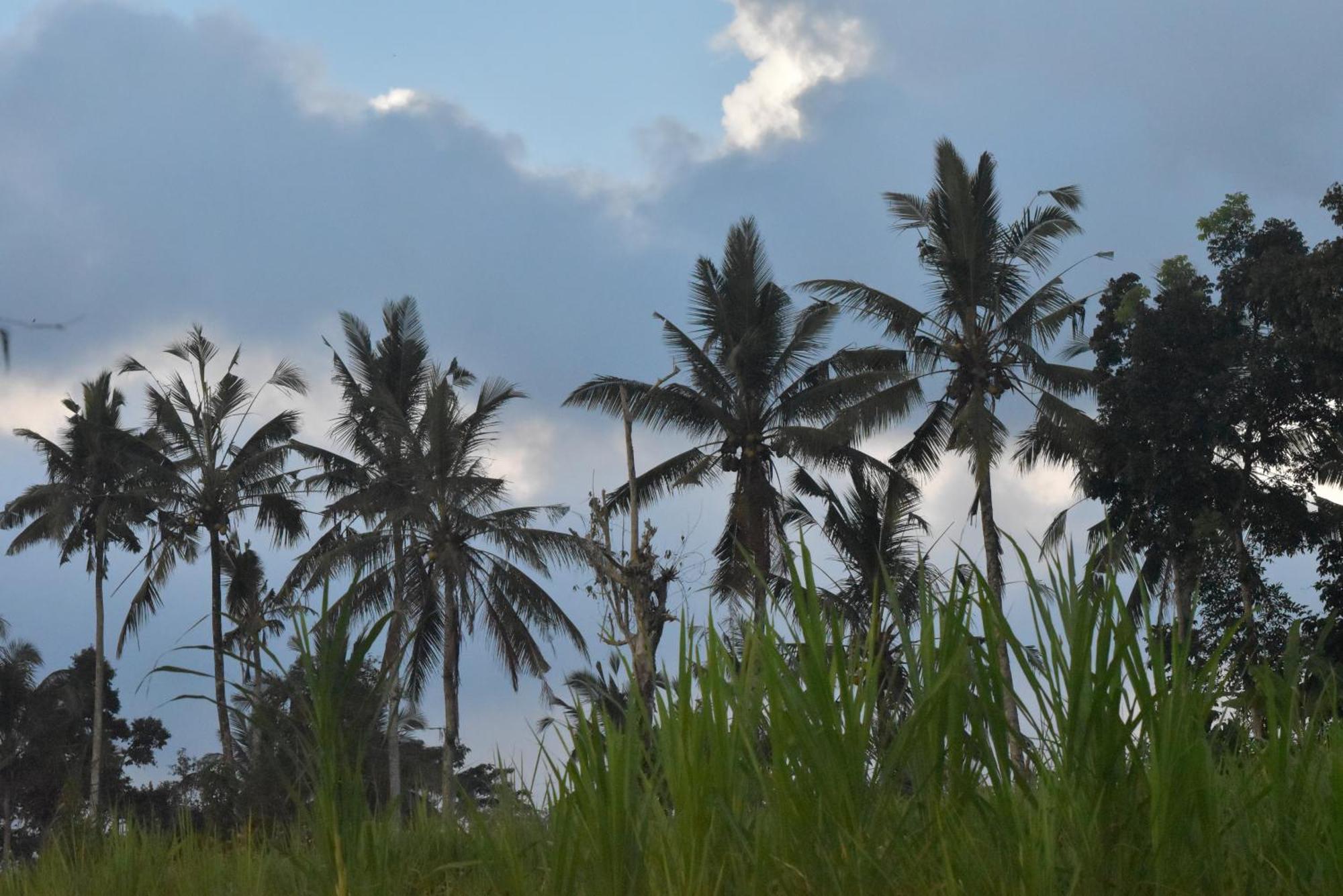 Graha Ayoe Sidemen (Bali) Exterior foto