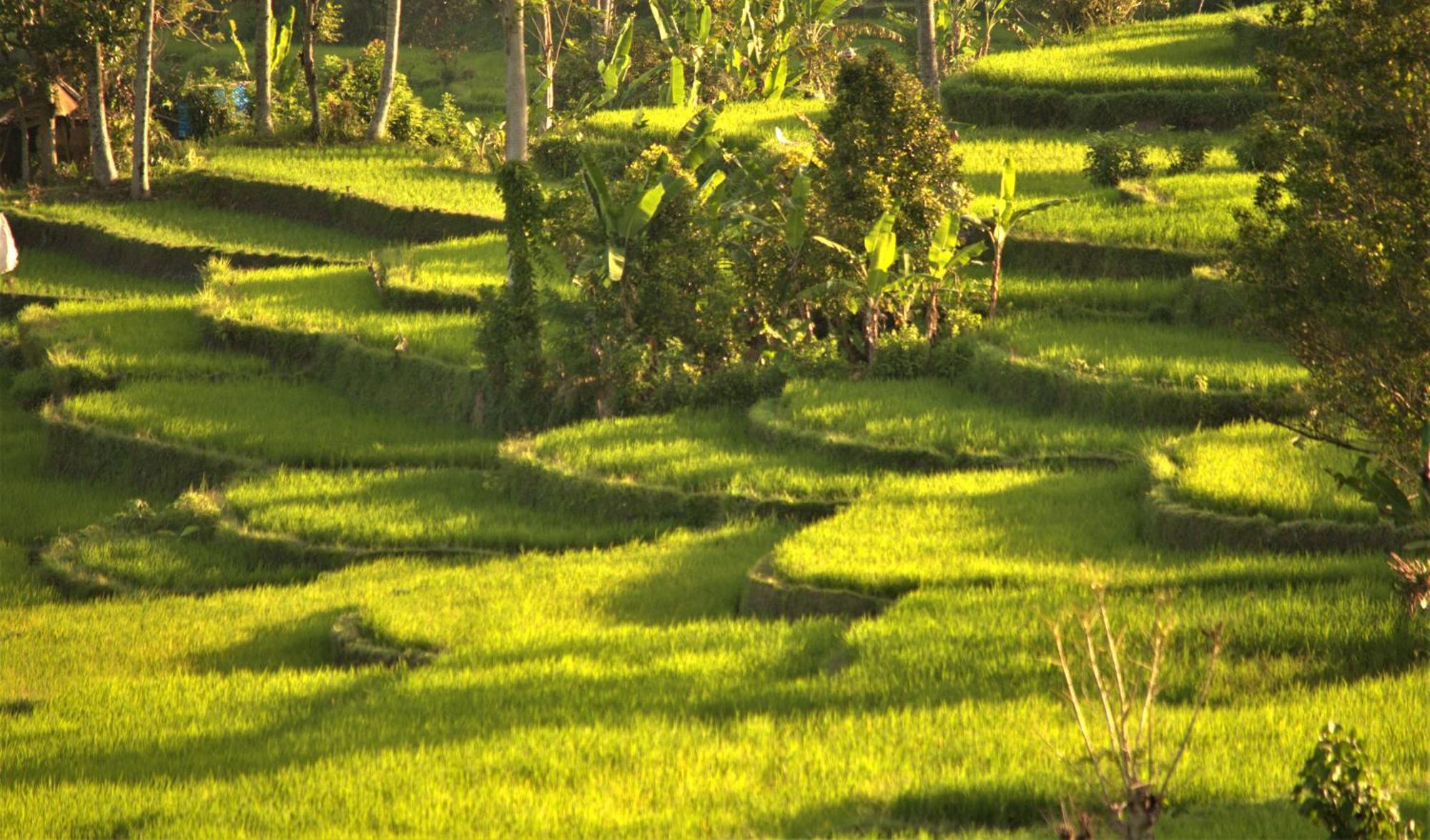 Graha Ayoe Sidemen (Bali) Exterior foto